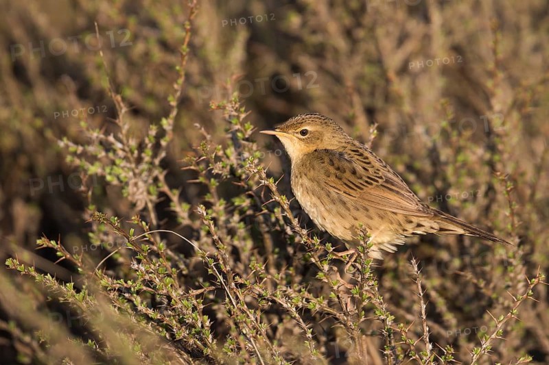 Common Grasshopper Warbler - Feldschwirl - Locustella naevia ssp. straminea, Kyrgyzstan