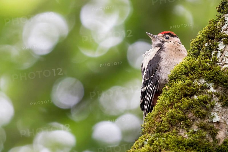 Young great spotted woodpecker (Dendrocopos major) on a mossy tree trunk, blurred green background, Hesse, Germany