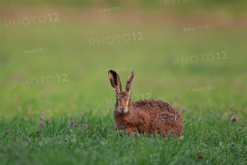 European brown hare (Lepus europaeus) adult animal in grassland in the spring, England, United Kingdom