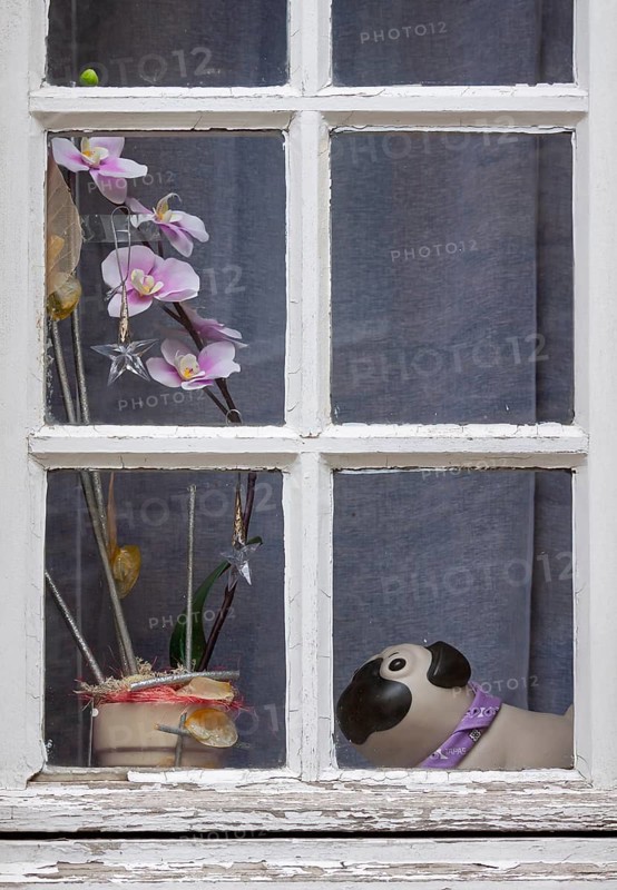 A ceramic dog and orchids stand on the windowsill behind an old mullioned window, Brittany, France