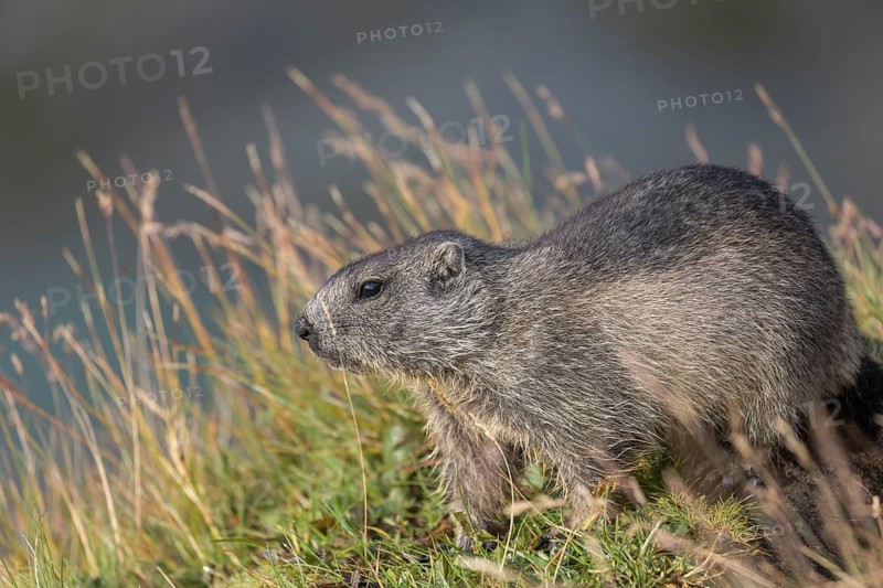 One Alpine Marmot, Marmota marmota, sitting in grass. Green grass around and mountains in the distant background. Early morning light. Grossglockner high alpine road, Hohe Tauern National Park