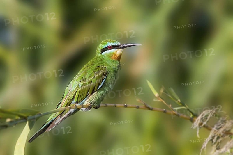 Blue-cheeked Bee-eater (Merops persicus), Botswana
