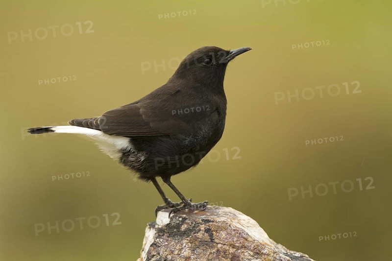 Black Wheatear (Oenanthe leucura) male, Castile-La Mancha, Spain