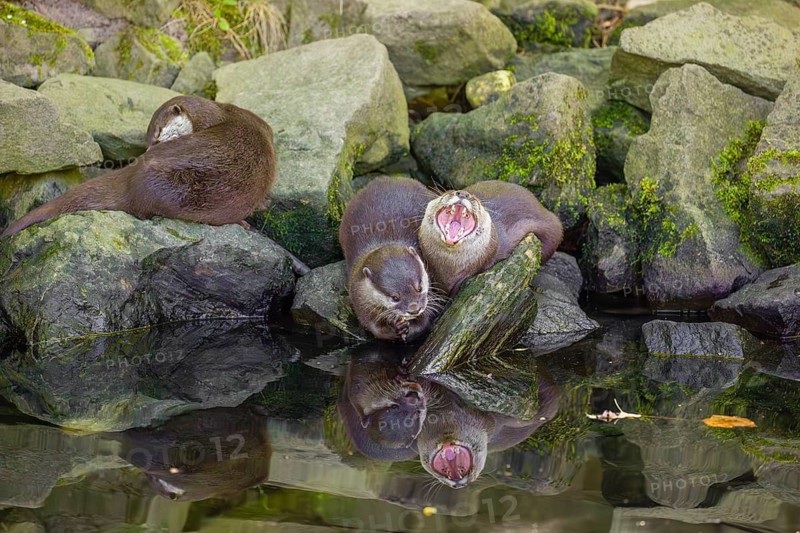 Three oriental small-clawed otter or Asian small-clawed otter (Aonyx cinerea) are standing on a rocky shore, one of them is eating a fish The otters are reflected in the smooth water