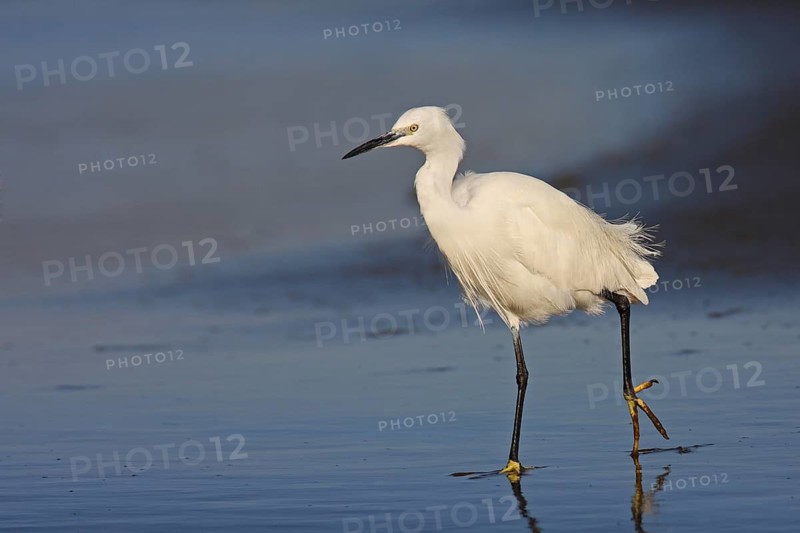 Little Egret (Egretta garzetta), Namibia