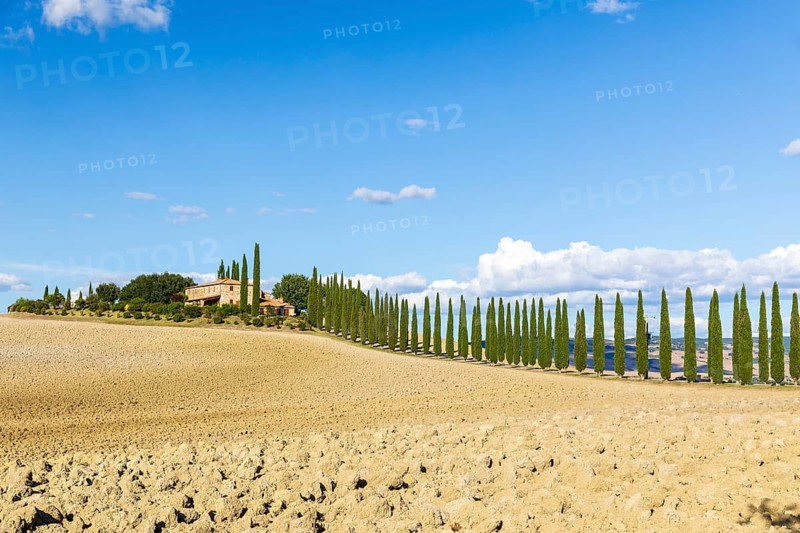Poggio Covili estate with cypress avenue (Cupressus) on a hill, Castiglione d'Orcia, Val d'Orcia, Province of Siena, Tuscany, Italy