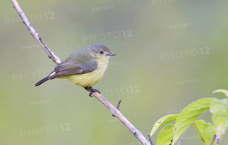 Buff-rumped Thornbill (Acanthiza reguloides), Queensland, Australia