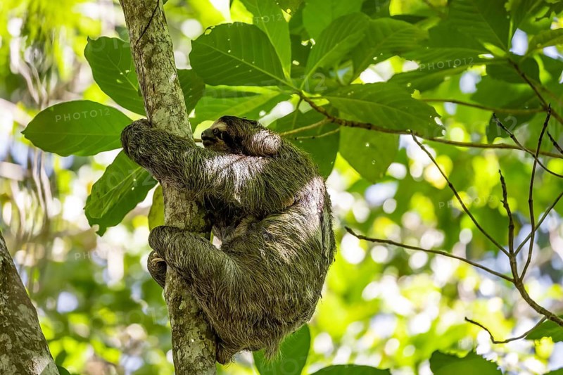 Brown-throated sloth (Bradypus variegatus) in a tree, Cahuita National Park, Costa Rica