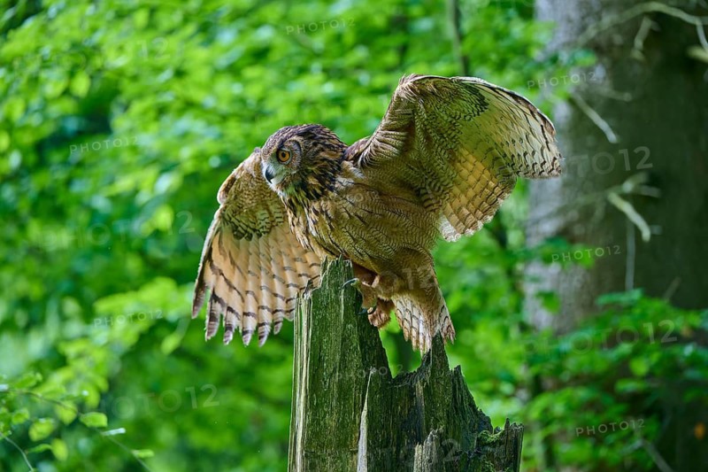 Eurasian eagle-owl (Bubo bubo), sitting on tree trunk flapping its wings in the forest, Bohemian Forest, Czech Republic