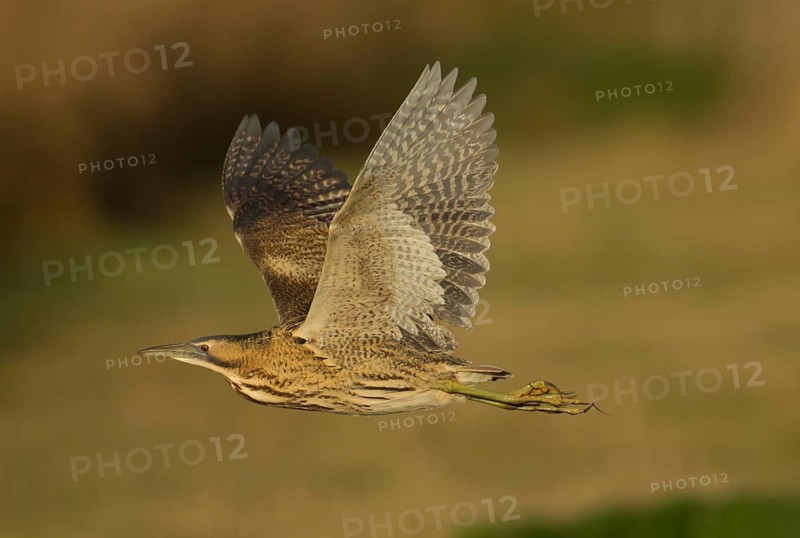Great or Eurasian bittern (Botaurus stellaris) adult bird in flight, RSPB Strumpshaw nature reserve, Norfolk, England, United Kingdom