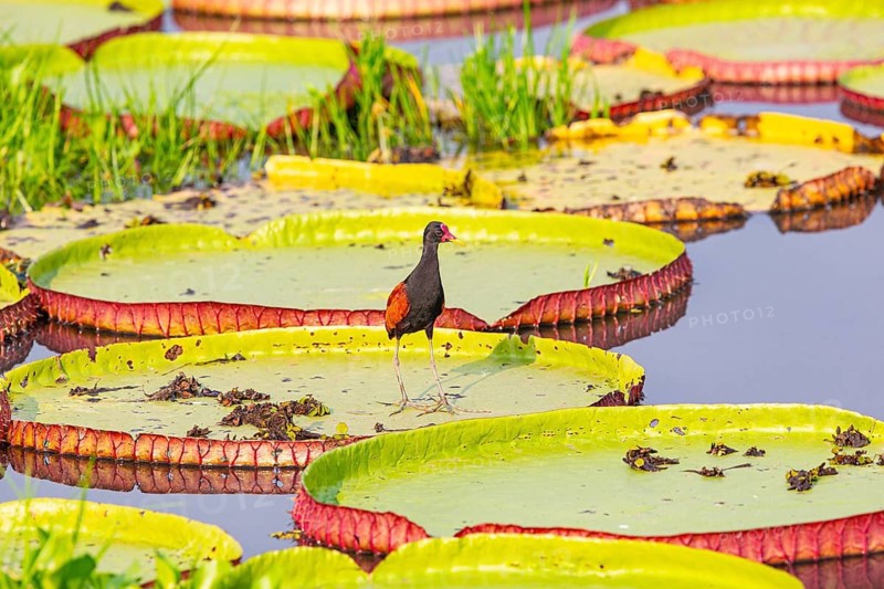 Red-fronted leaflet (Jacana jacana) Pantanal Brazil