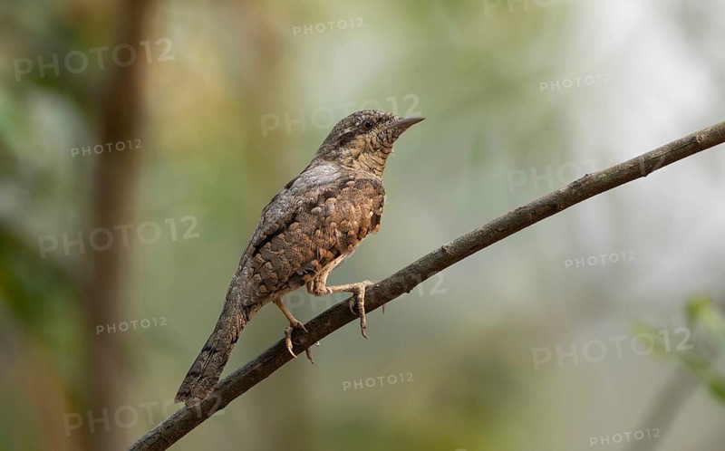 Eurasian wryneck or northern wryneck (Jynx torquilla) on a tree branch, Sreepur, Gazipur, Bangladesh