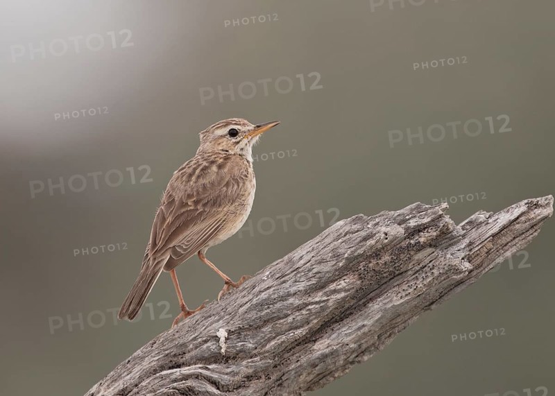 African Pipit (Anthus cinnamomeus), Nambia