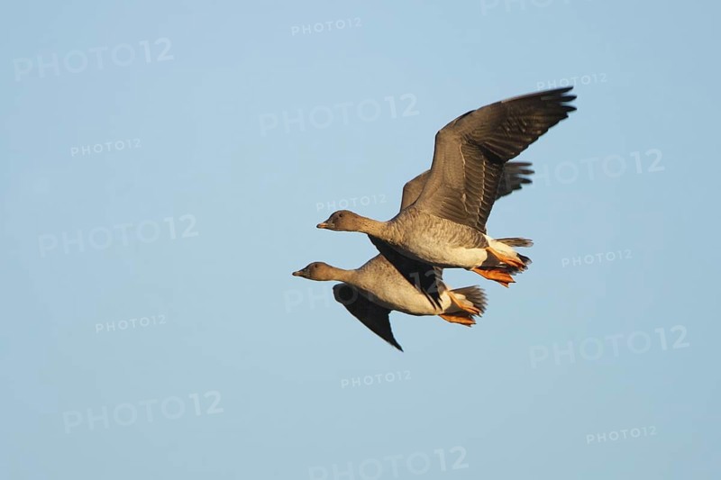 Taiga Bean Goose (Anser fabalis) flying, Brandenburg, Germany