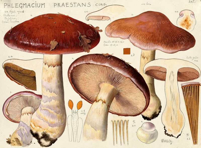 Mushroom, fungi, barn owl or blue-booted slime mould, Phlegmacium praestans, Syn.Cortinarius praestans, authentic reproduction of an illustration by Hans Walty (1868-1948) from about 1915, historical