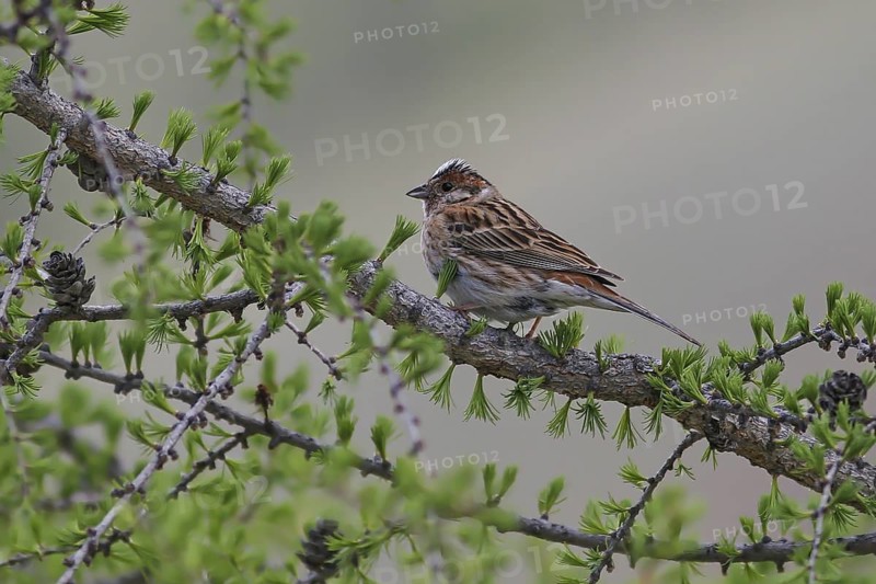 Pine Bunting (Emberiza leucocephalos) male, Mongolia