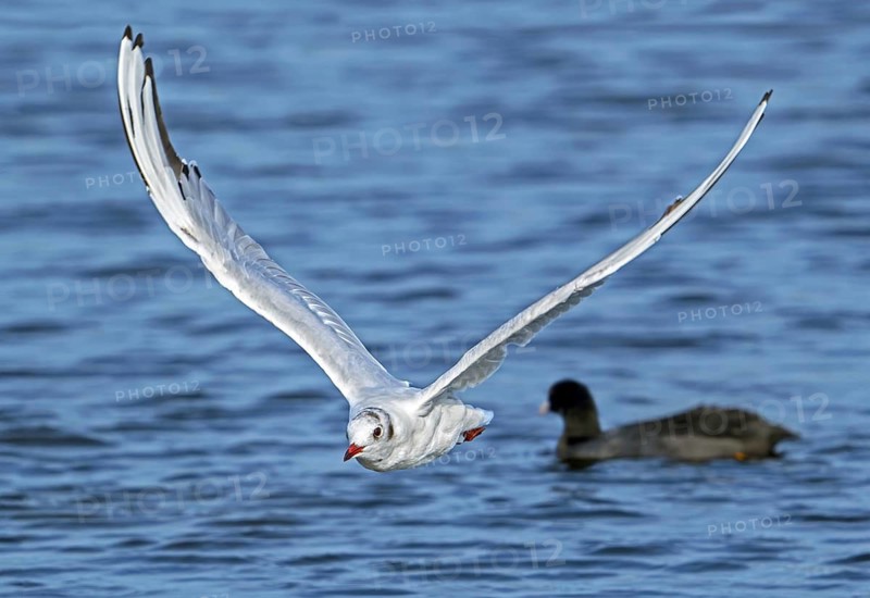 Black-headed gull (Chroicocephalus ridibundus) adult bird in non-breeding plumage flying over lake with Eurasian coot in summer