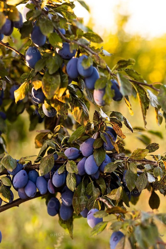 Close-up of ripe plums hanging on lush green tree branches, bathed in warm sunlight The vibrant colors and natural setting evoke a sense of freshness and abundance
