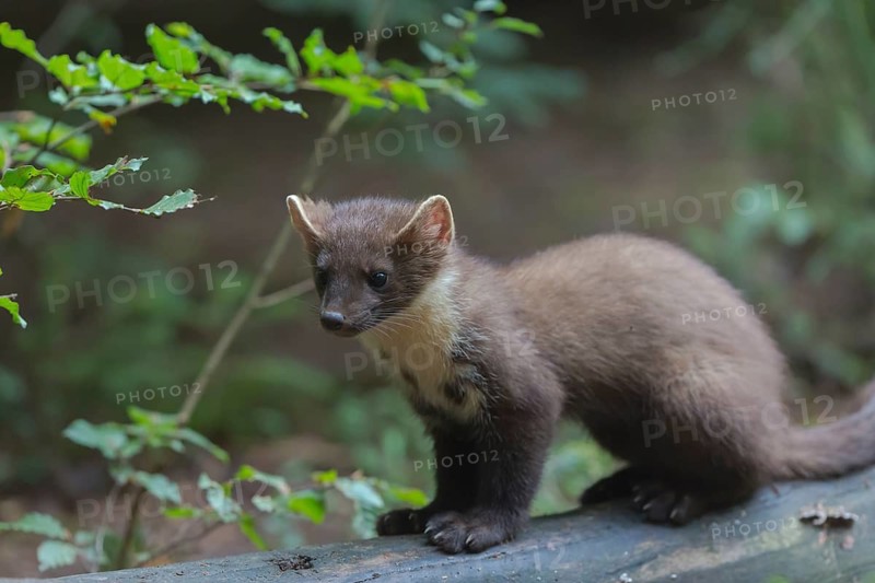 Young european pine marten sitting on a log framed with green leaves