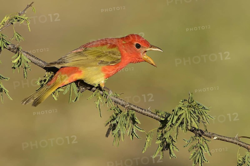 Summer Tanager (Piranga rubra) singing, Texas, USA
