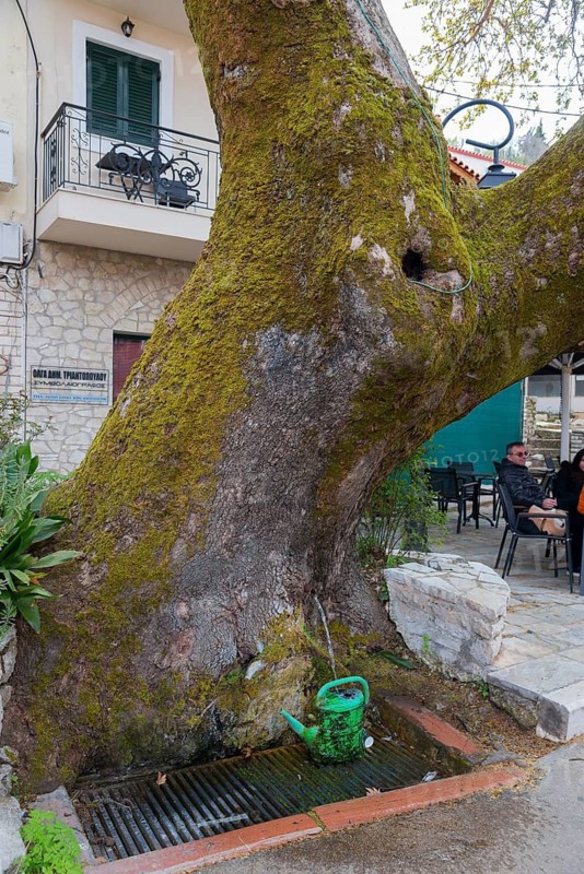 Moss-covered tree trunk with integrated fountain on an urban street corner, Andritsena, Andritsena-Krestena, Elis, Western Greece, Peloponnese, Greece