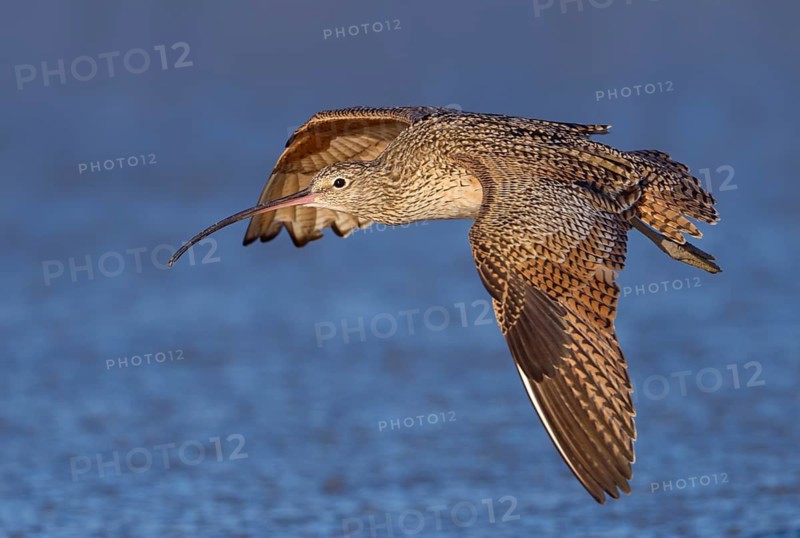 Long-billed Curlew (Numenius americanus) - Morro Bay, California