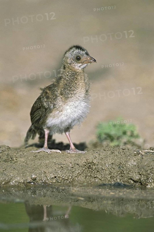 Plain Chachalaca (Ortalis vetula mccalli) juvenile, Texas, USA