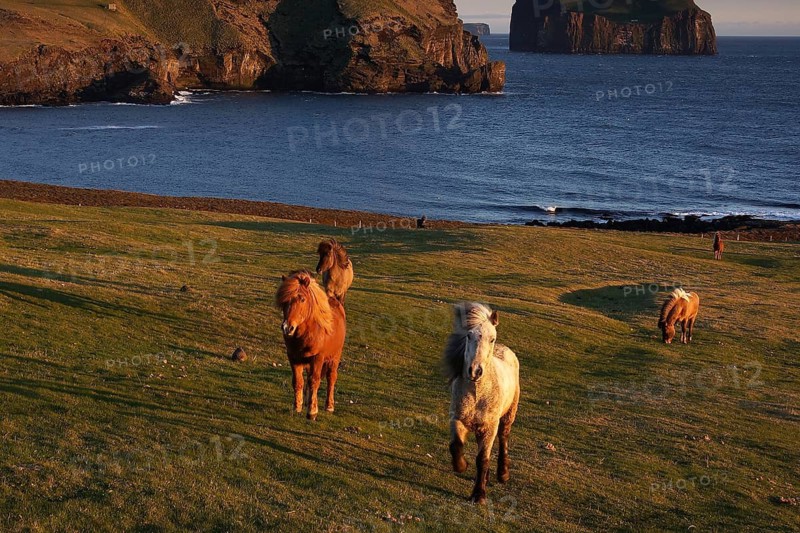 Iceland, Europe, Icelandic horses on Heimaway, volcanic island, (Equus ferus caballus), Heimaway