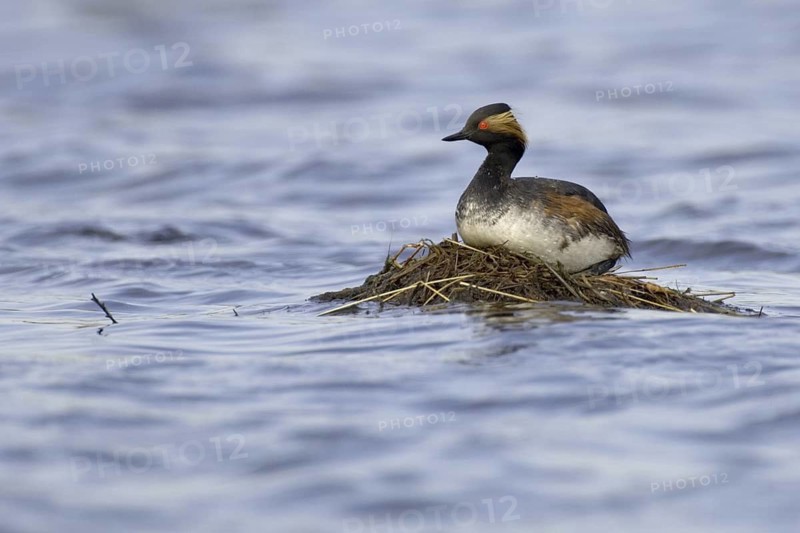 Black-necked Grebe (Podiceps nigricollis), Lower Saxony, Germany