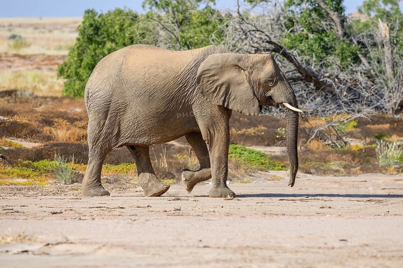 Desert elephant (Loxodonta africana) in the Ugab dry river, Damaraland, Kunene region, Namibia