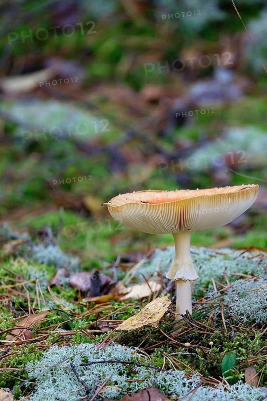 Mushroom in the forest in October, Saxony, Germany