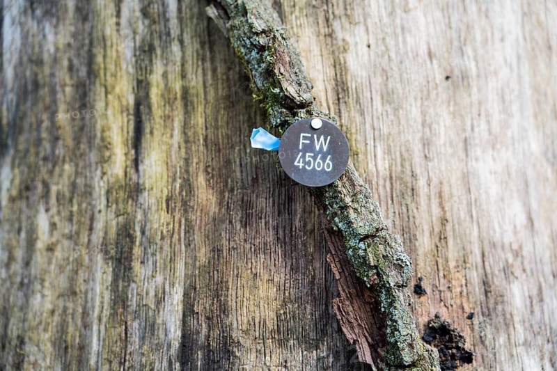 A natural burial grave site, Hofgeismar, Weser Uplands, Weserbergland, Hesse, Germany