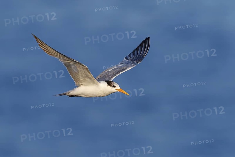Rüppell's Tern, (Thalasseus bengalensis), (Sterne bengalensis), animals, birds, subfamily of terns, biotope, habitat, foraging, flight capture, foraging, Barr Al Hikman, Shannah, Ash Sharqiyah South, Oman