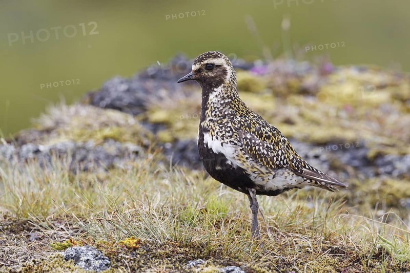 European Golden Plover (Pluvialis apricaria), Iceland