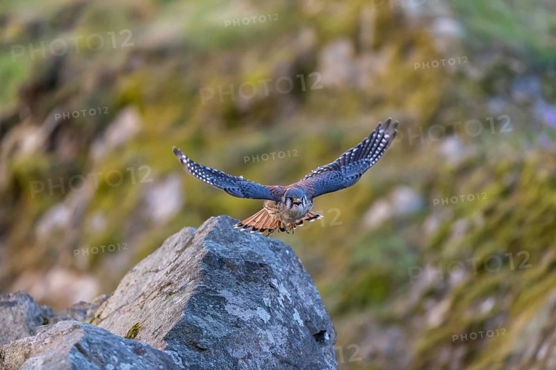 American kestrel (Falco sparverius) flies over rocky terrain