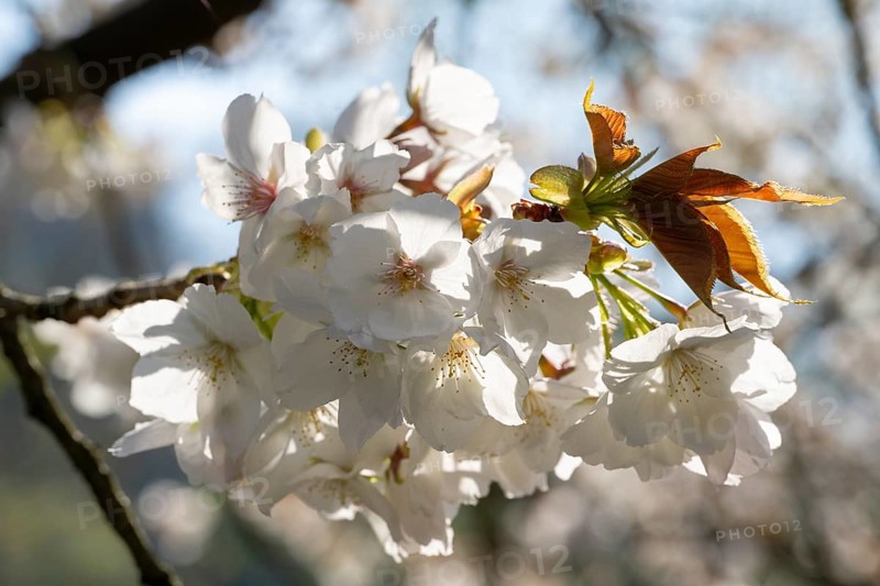 Branch with cherry blossoms (Prunus), North Rhine-Westphalia, Germany