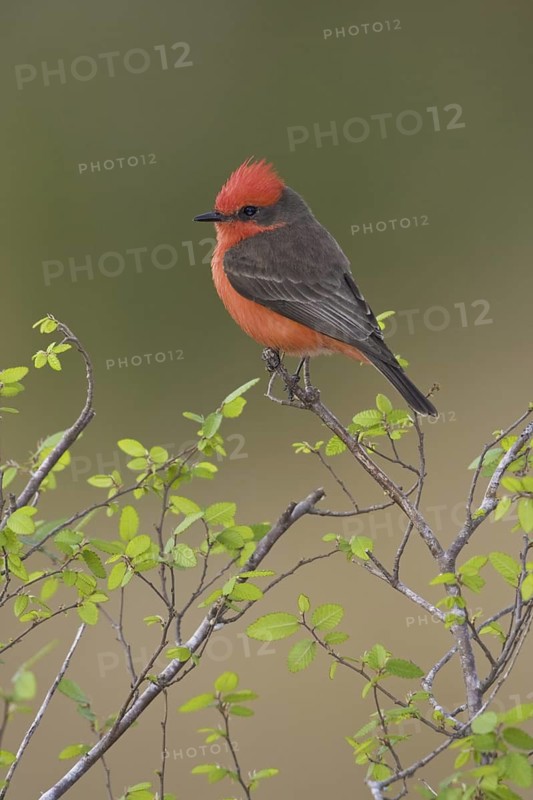 Vermilion Flycatcher (Pyrocephalus rubinus), Texas, USA