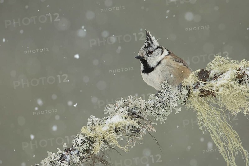 European Crested Tit (Lophophanes cristatus), Grisons, Switzerland