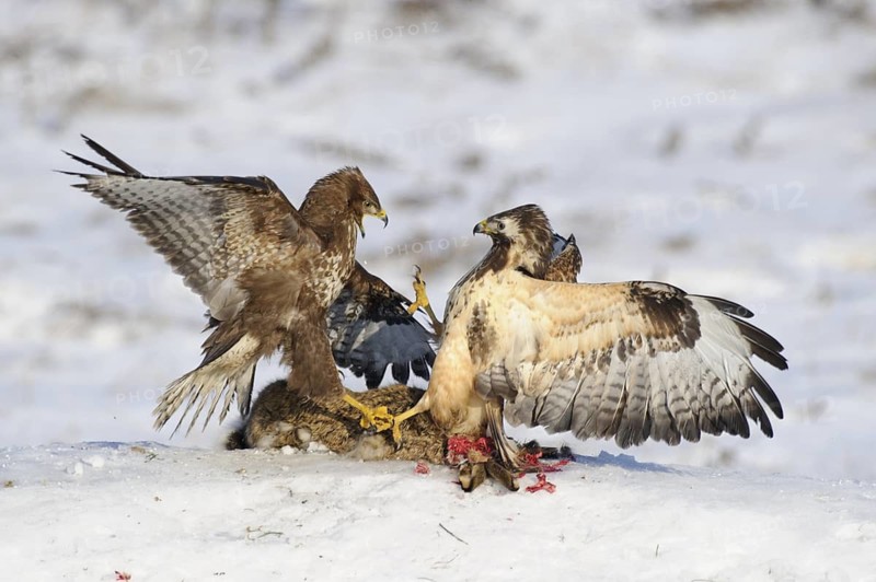 Common Buzzard (Buteo buteo), Mecklenburg-Western Pomerania, Germany