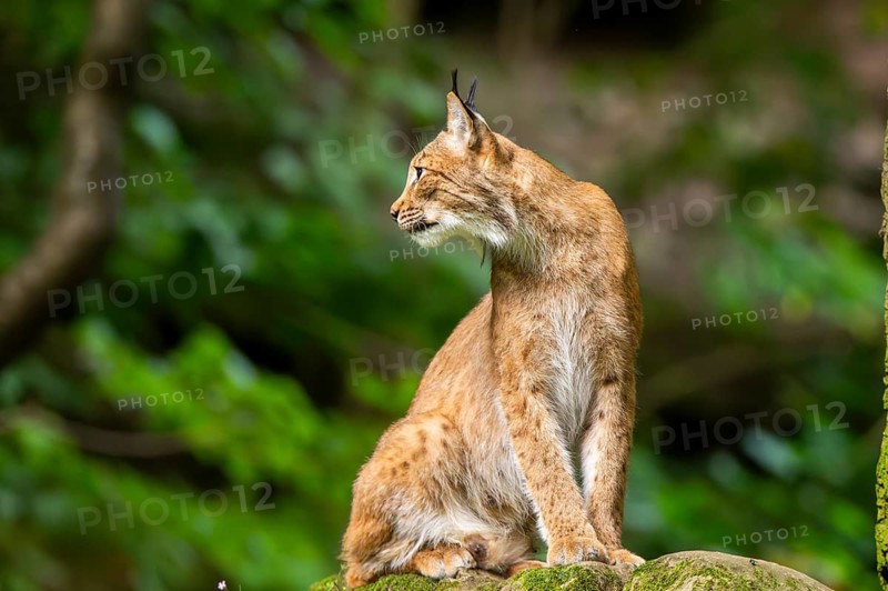 Eurasian lynx (Lynx lynx) sitting in a forest, Bavaria, Germany