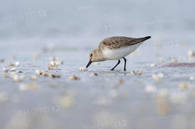 Dunlin (Calidris alpina) foraging on shoreline, Mecklenburg-Western Pomerania, Germany