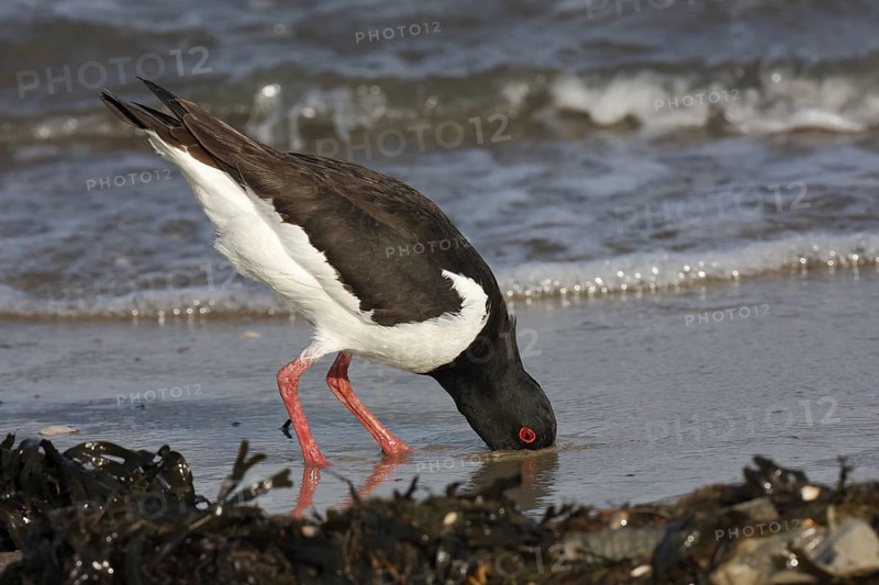 Eurasian Oystercatcher (Haematopus ostralegus) foraging, Lower Saxony, Germany