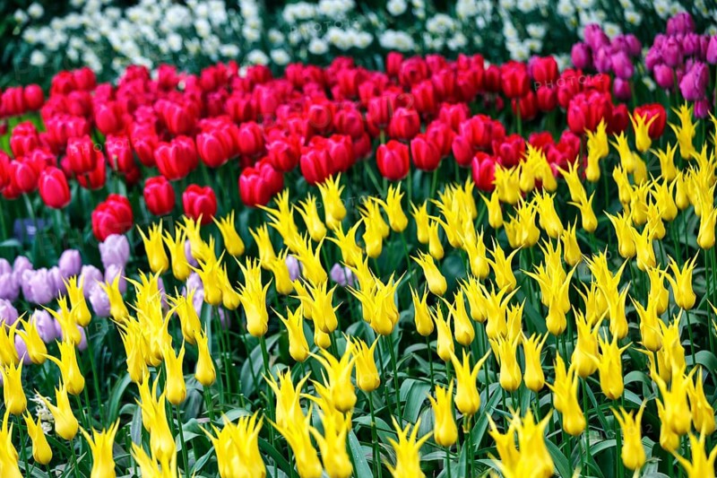Different coloured tulips (Tulipa), colourful tulip bed, Keukenhof gardens, Lisse, Bollenstreek, South Holland, Netherlands