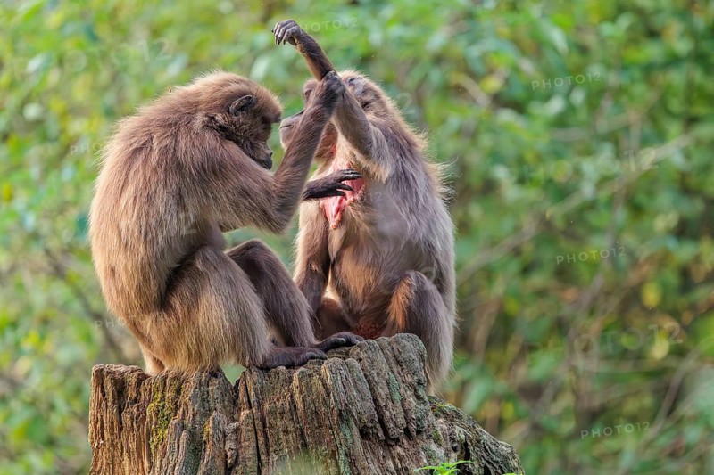 Two female Gelada (Theropithecus gelada), or bleeding-heart monkey sit in beautiful light on a rotten tree stump in green vegetation and groom each other