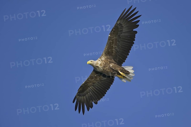 White-tailed Eagle (Haliaeetus albicilla) flying, Lower Saxony, Germany