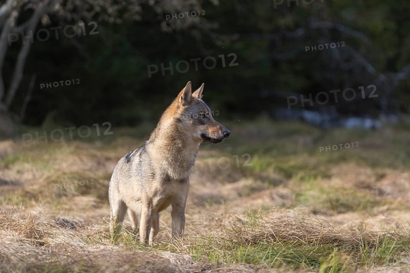 One young male eurasian gray wolf (Canis lupus lupus) running over a meadow with tall grass. A dark forest in the background