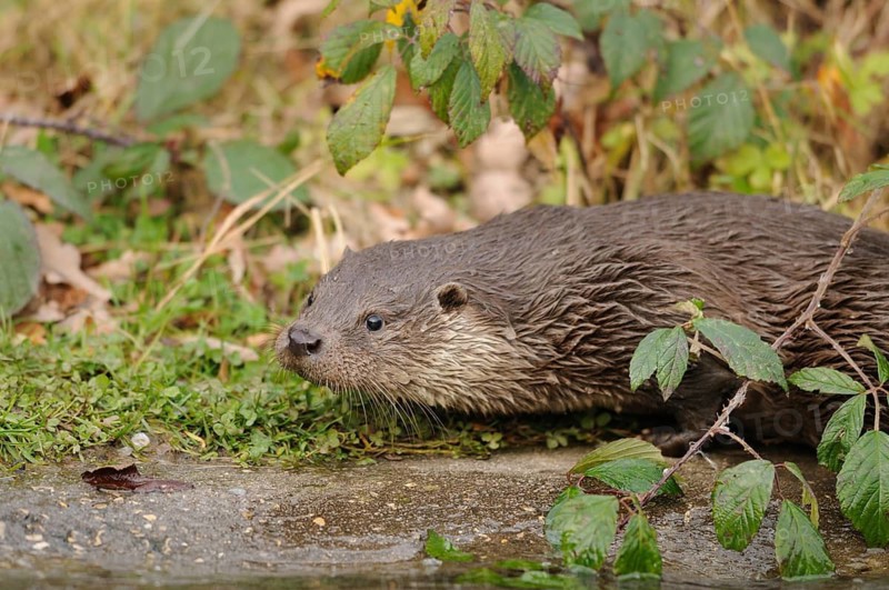 A small otter moves on the land next to leaves and plants, otter (Lutra lutra), Bavaria