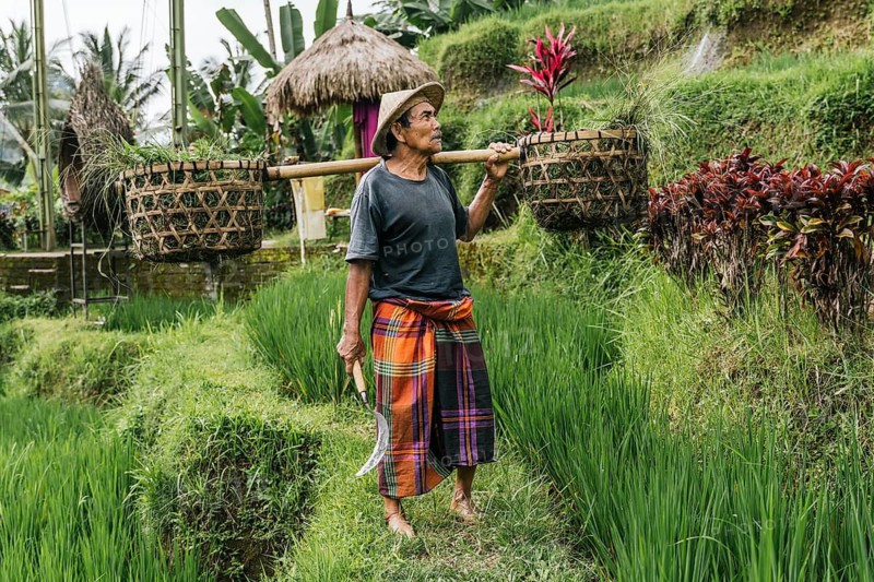 A man in traditional Balinese attire works in a lush rice field in Bali, Indonesia, carrying baskets filled with fresh produce