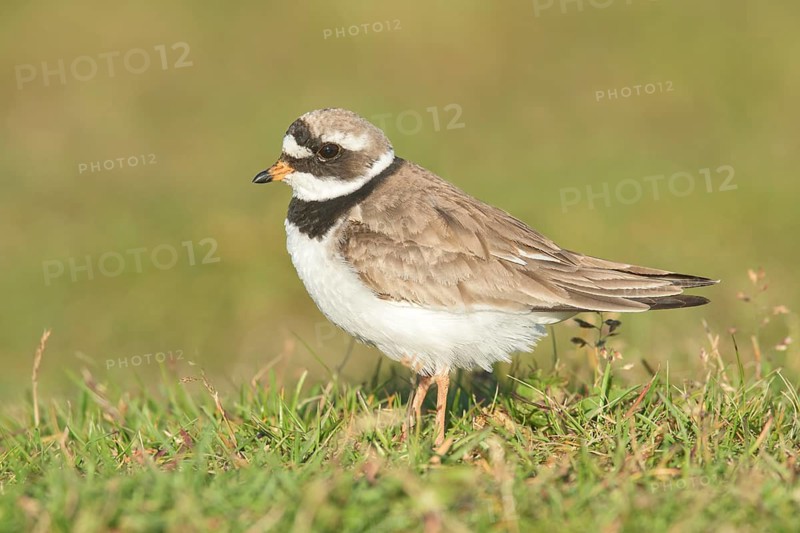 Common Ringed Plover (Charadrius hiaticula), Iceland
