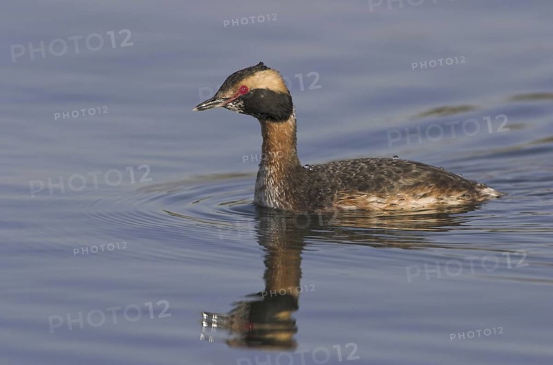 Horned Grebe (Podiceps auritus), Ontario, Canada